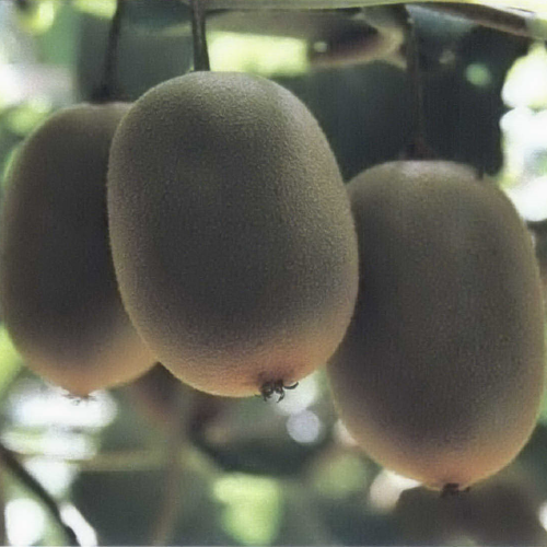 pvr example kiwifruit